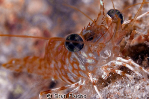 Shrimp by Stan Flachs 